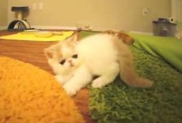 小猫叫视频,小猫叫声视频里的温馨瞬间