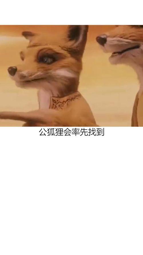 色狐狸视频完整版