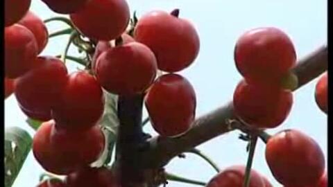 樱桃种植技术视频,从播种到收获的全程指导