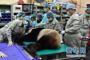 动物人工授精视频,动物人工授精技术实操视频解析